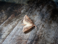 Pseudocoremia suavis