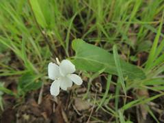 Viola lactiflora