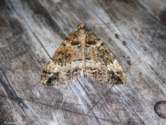 Pseudocoremia productata