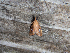 Glaucocharis leucoxantha