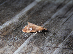 Glaucocharis leucoxantha