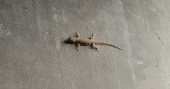 Hemidactylus platyurus