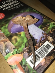 Cortinarius