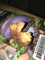 Cortinarius