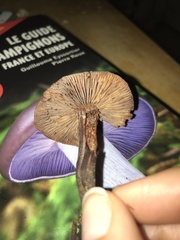 Cortinarius
