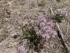 Ptilotus semilanatus