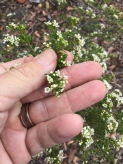 Leptospermum neglectum