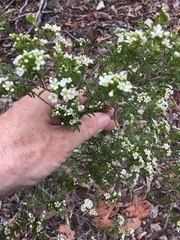 Leptospermum neglectum