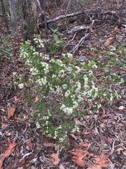 Leptospermum neglectum