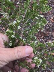 Leptospermum neglectum