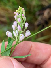 Comesperma esulifolium