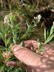 Comesperma esulifolium