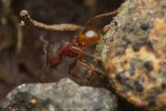 Pheidole longiceps doddi