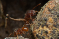 Pheidole longiceps doddi