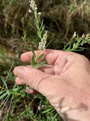 Comesperma esulifolium