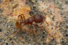 Pheidole longiceps doddi