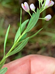 Comesperma esulifolium
