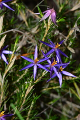 Calectasia intermedia