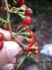 Solanum terminale