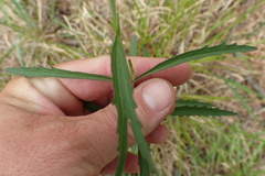 Eupatorium lancifolium