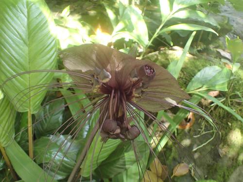 Tacca chantrieri observed 2021-11-26