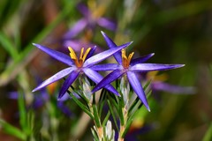 Calectasia intermedia