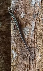 Sphenomorphus sanctus