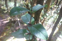 Kadua