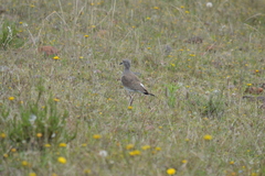 Vanellus melanopterus