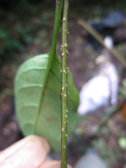 Erythrococca molleri