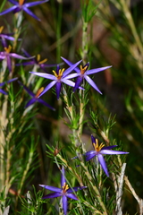 Calectasia intermedia