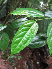 Erythrococca molleri