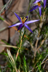 Calectasia intermedia