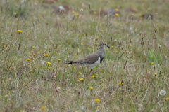 Vanellus melanopterus