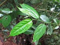Erythrococca molleri