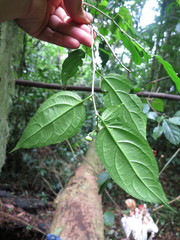 Erythrococca molleri