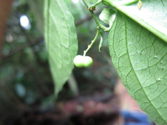 Erythrococca molleri