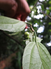 Erythrococca molleri