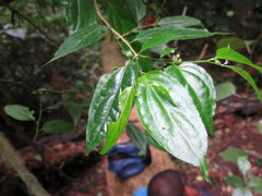 Erythrococca molleri