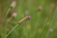 Dalea emarginata