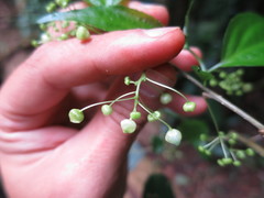 Erythrococca molleri