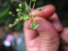 Erythrococca molleri