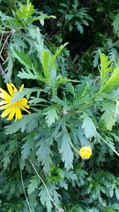 Euryops chrysanthemoides