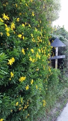 Euryops chrysanthemoides