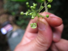 Erythrococca molleri