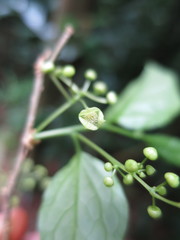 Erythrococca molleri