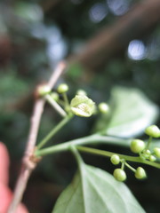 Erythrococca molleri