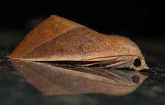 Terpnostola ardescens