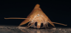Terpnostola ardescens