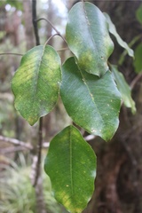 Cheirodendron